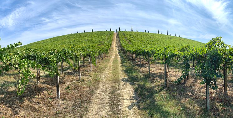 vineyards in the hill of Abruzzo - Copia