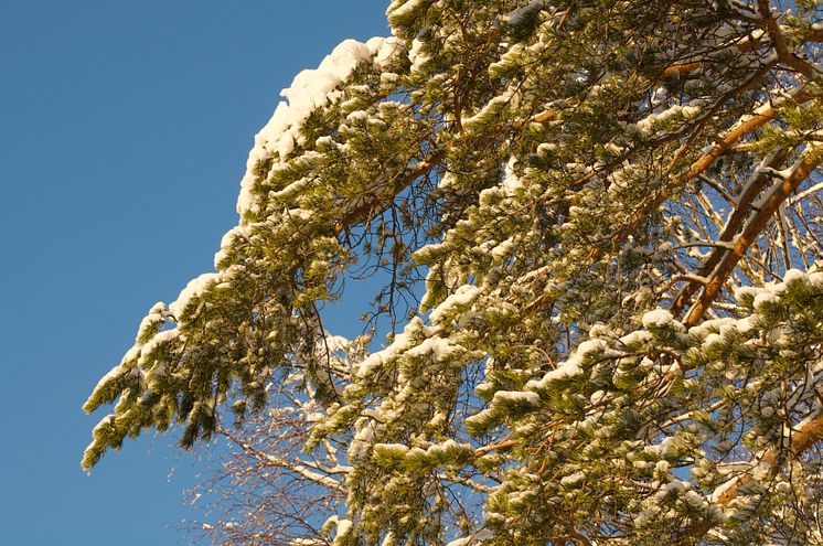 Snow-covered-pine_DSC6520_StefanJansson