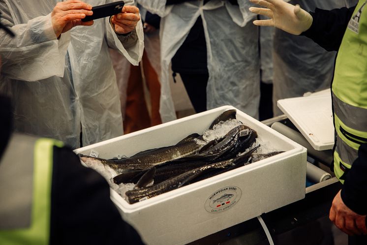 observing the special qualities of skrei at Saga Fish_Norway_photo credit_Norwegian Seafood Council_Kristoffer Lorentzen