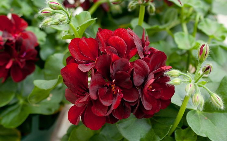 Pelargonium Wild & Sweet på Tjolöholms Slott