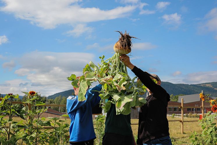 Hurdal skolehage_Økologisk Norge_Foto Birgitta Eva Hollander