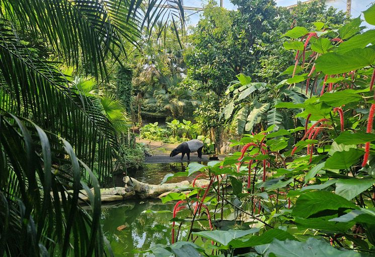 Tapir im Lebensraum in der Tropenerlebniswelt Gondwanaland im Zoo Leipzig