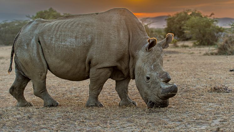 Sudan_Upphovsrätt_ Fotograf_Ola_Jennersten