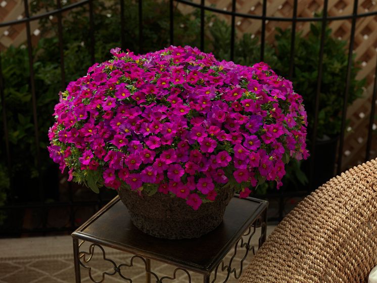 Småpetunia Calibrachoa Callie Rose with Eye