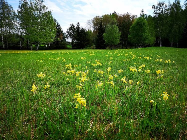 Park bryter ner föroreningar