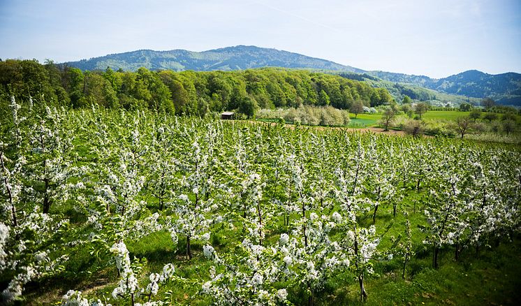 Vy över Karpatiska bergen