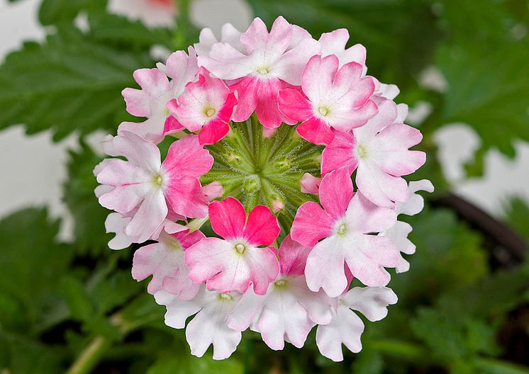 Verbena Lanai Pink Twister