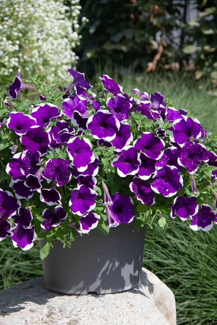 Petunia GlacierSky_Ambiente 