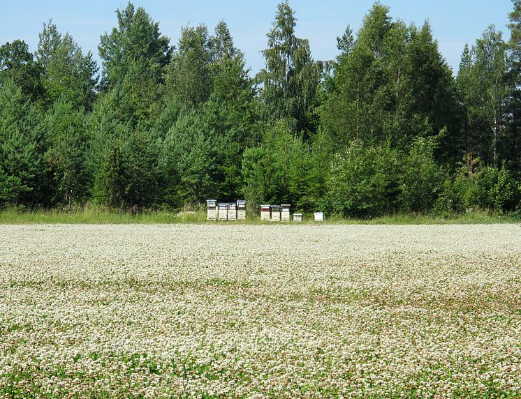 Bisamhällen vid fält med vitklöver