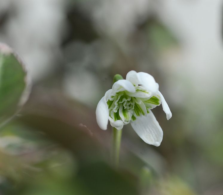 Fylld snödroppe, Galanthus nivalis f. pleniflorus 'Flore Pleno'