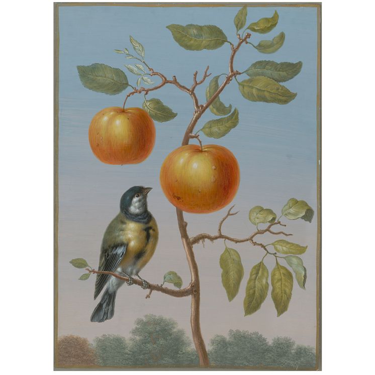 Barbara Regina Dietzsch, Talgoxe (Parus major) på grenen av ett äppelträd med två frukter (Great tit on the branch of an apple tree with two fruits), odaterad (undated). 1x1