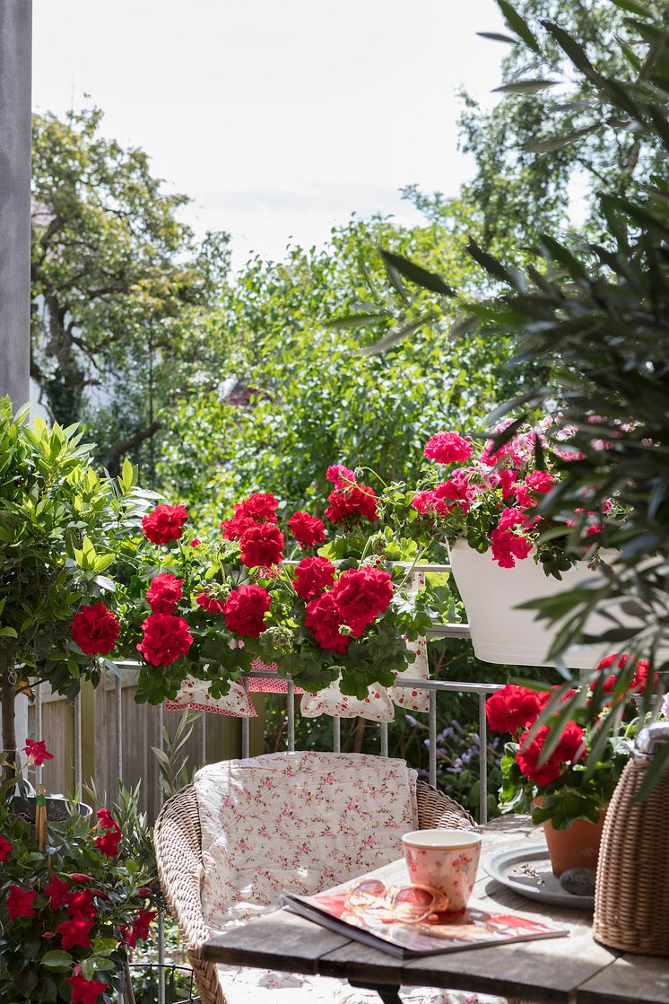 Pelargoner på balkongen