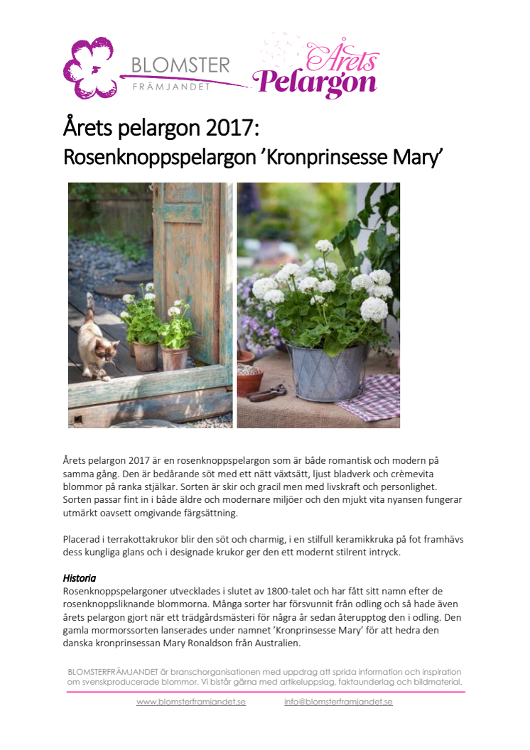Årets Pelargon 2017:  Rosenknoppspelargon ’Kronprinsesse Mary’