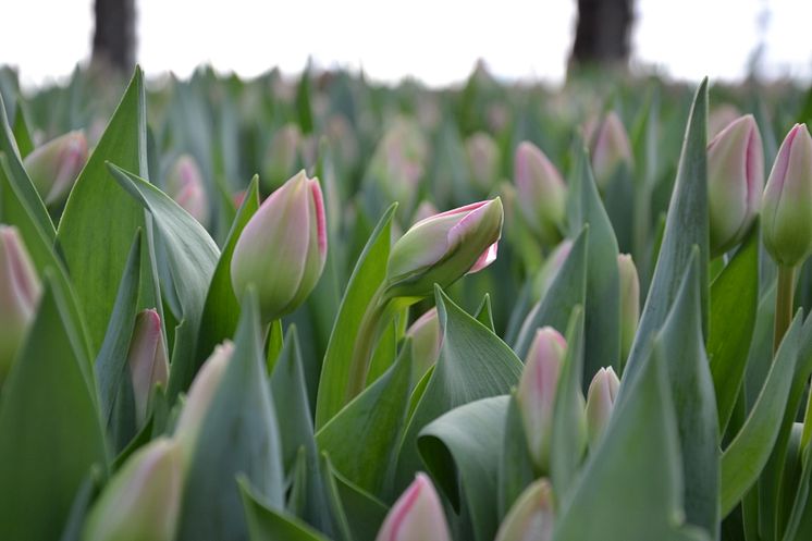 Målsta Blommor