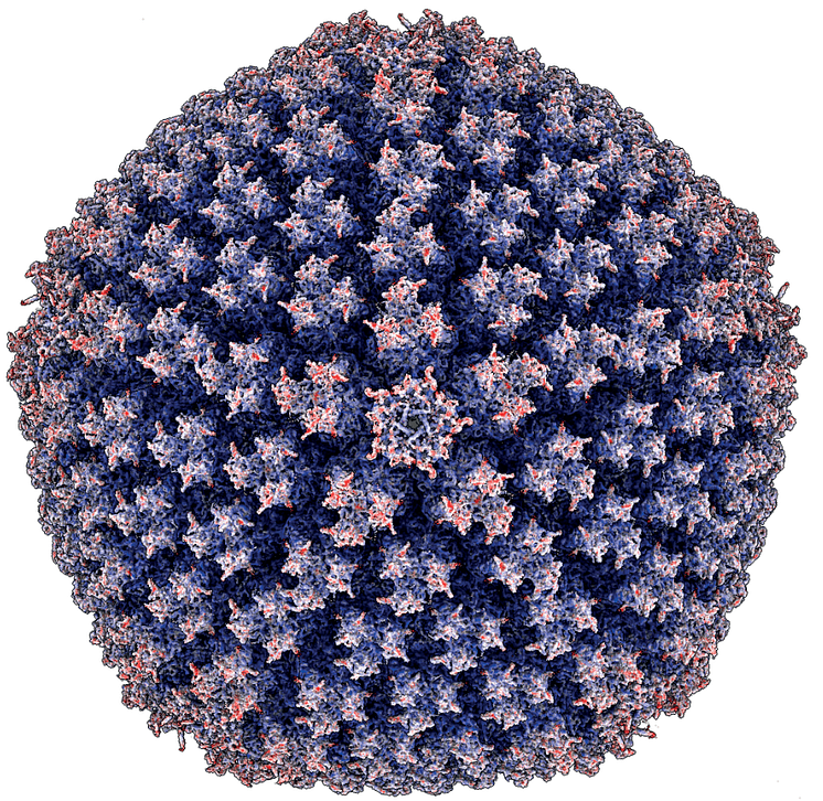 Enteriskt adenovirus