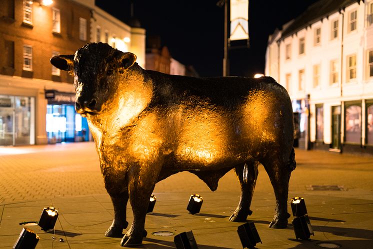 Hereford Bull