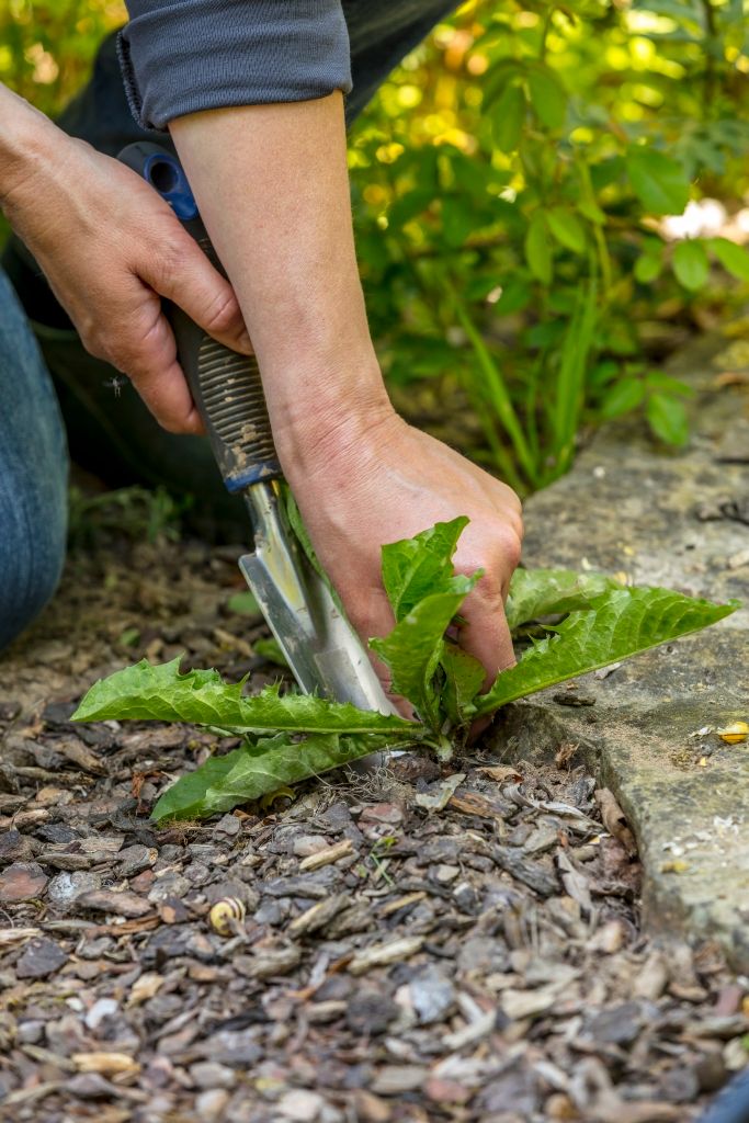 07_Dandelion_manual weeding_Neudorff.jpg