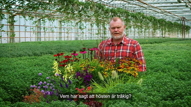 Trädgårdsmästaren_tipsar_höstblommor_16x9.mp4