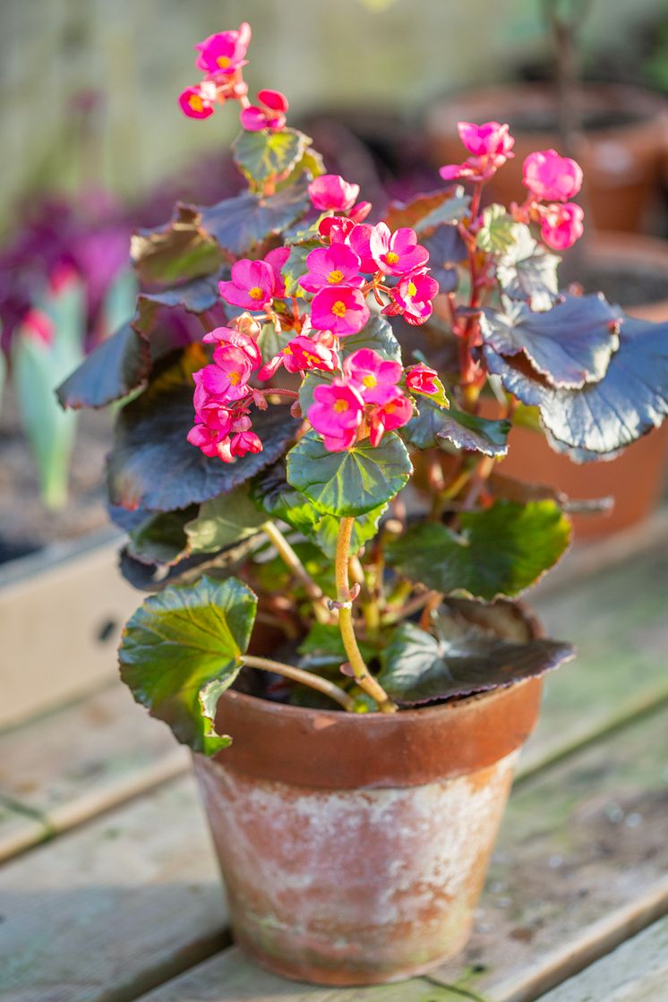 begonia_waldemarsudde_vinter_2023