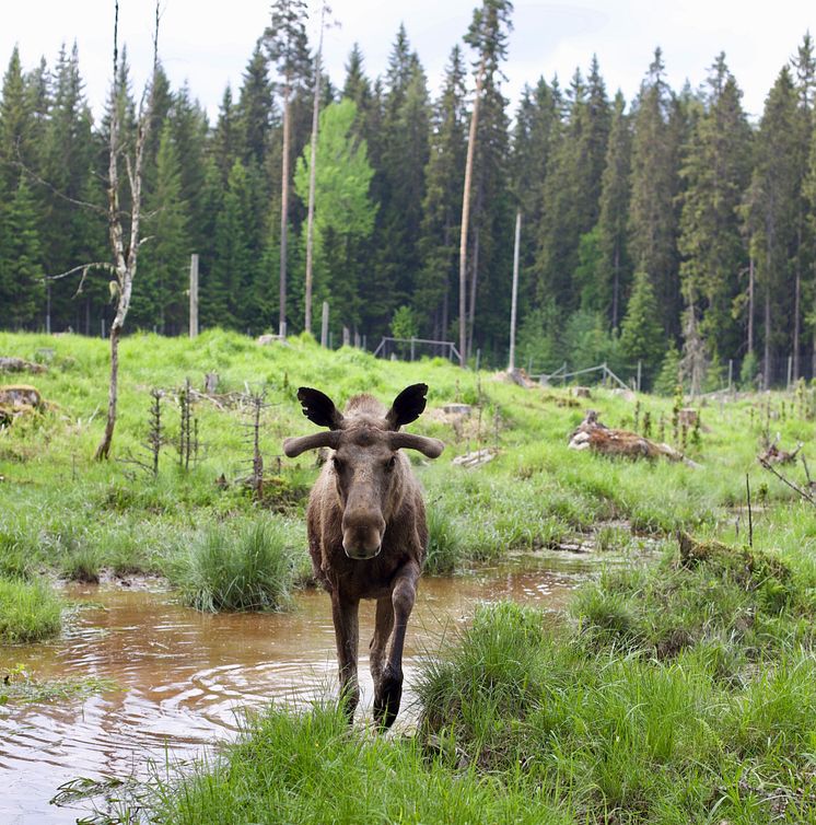 Värmland Elgpark Foto Hanne Marit Tobiassen 2.jpg