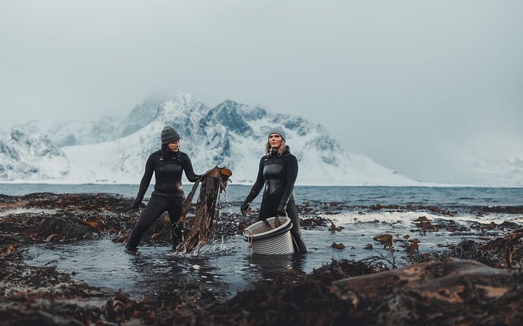 Lofoten seaweed