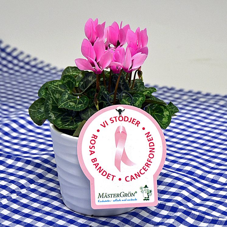 Dagens Rosa Produkt 10 oktober - en Minicyklamen från Mäster Grön