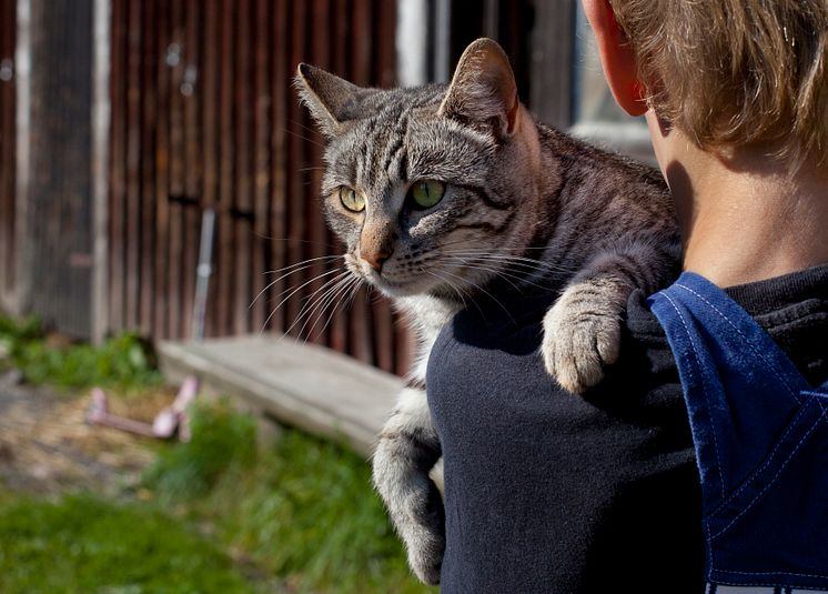 Hundarna blir fler och katterna färre 