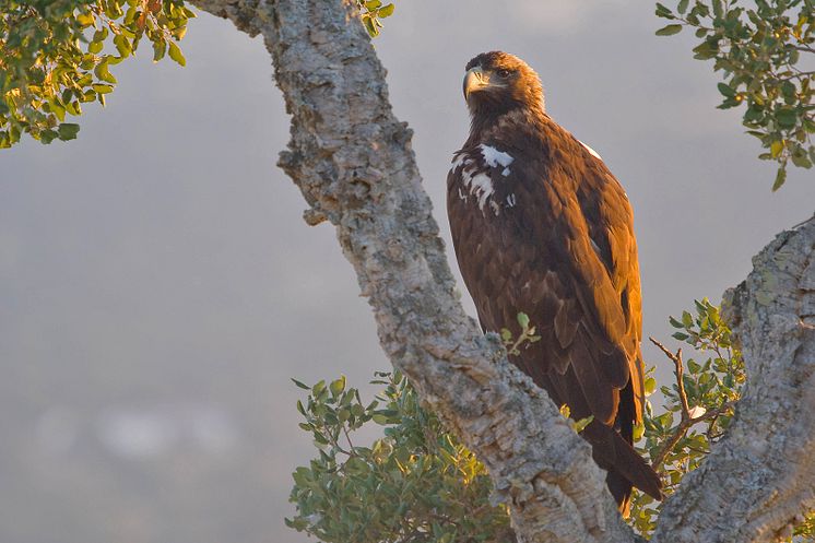 Birding i Extremadura