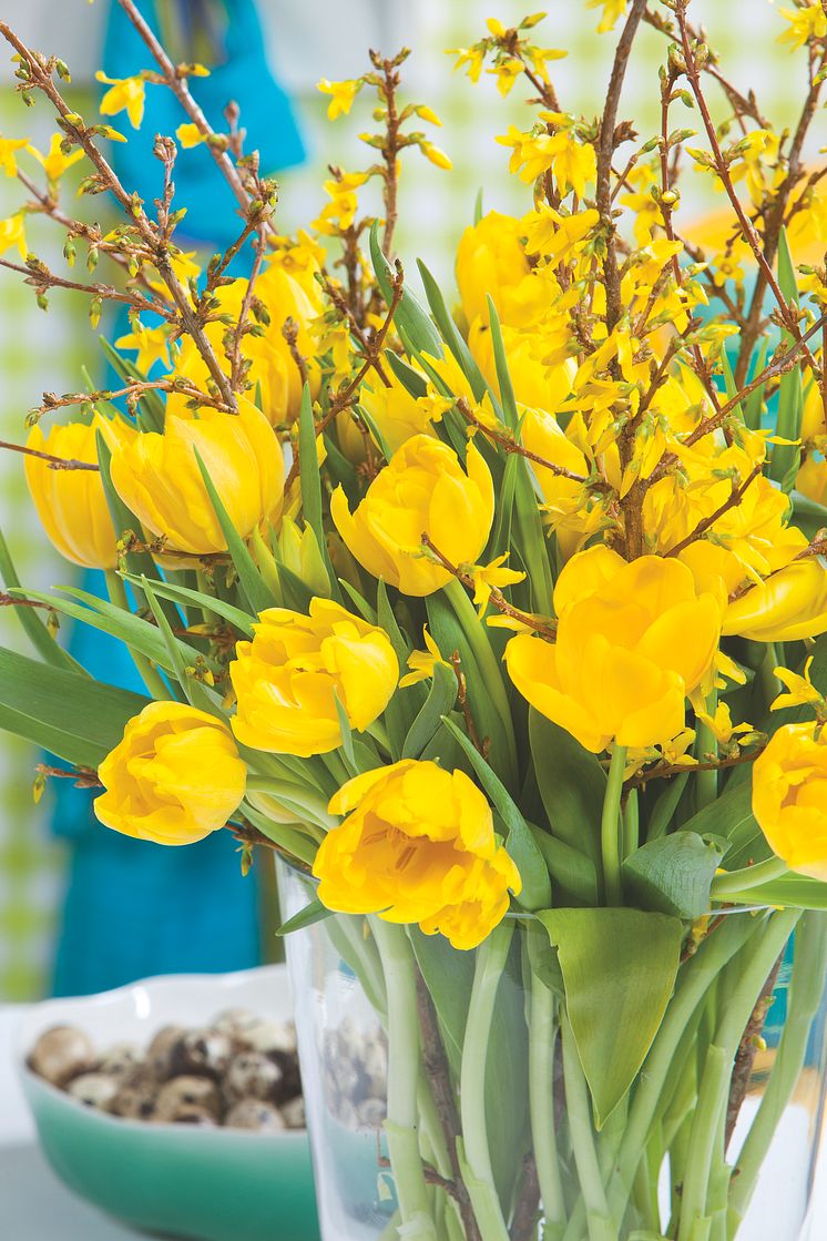 Gula tulpaner med forsythia till påsk