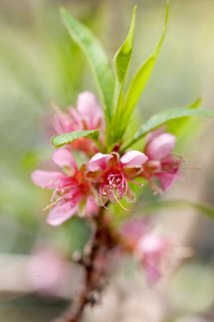 Persika-blommar-Blomsterlandet