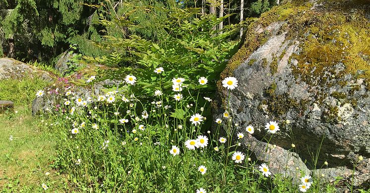 meta-blommor-1200x628.jpg