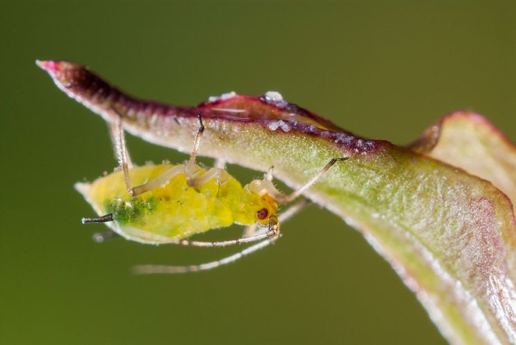 04_Aphid_Neudorff.jpg