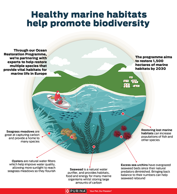 ocean-restoration_infographic