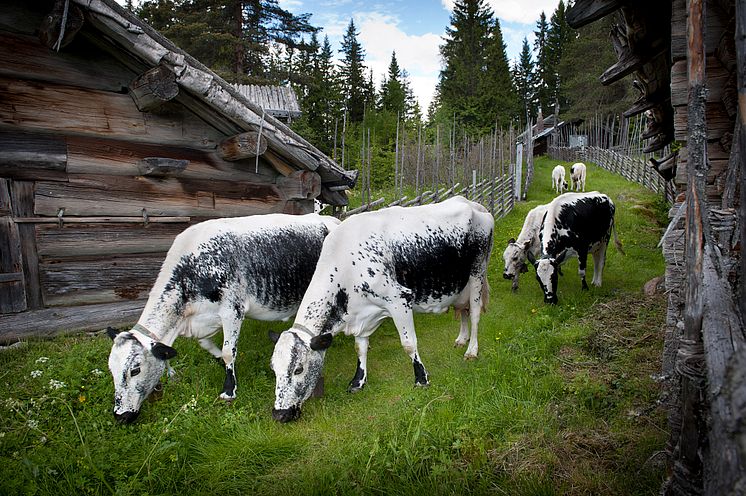 SummerPastureFarm_Animals_fotoHakanOlsen_VisitDalarna