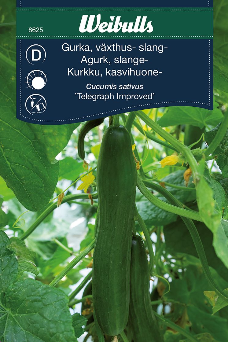8625_gurka_telegraph_improved.jpg
