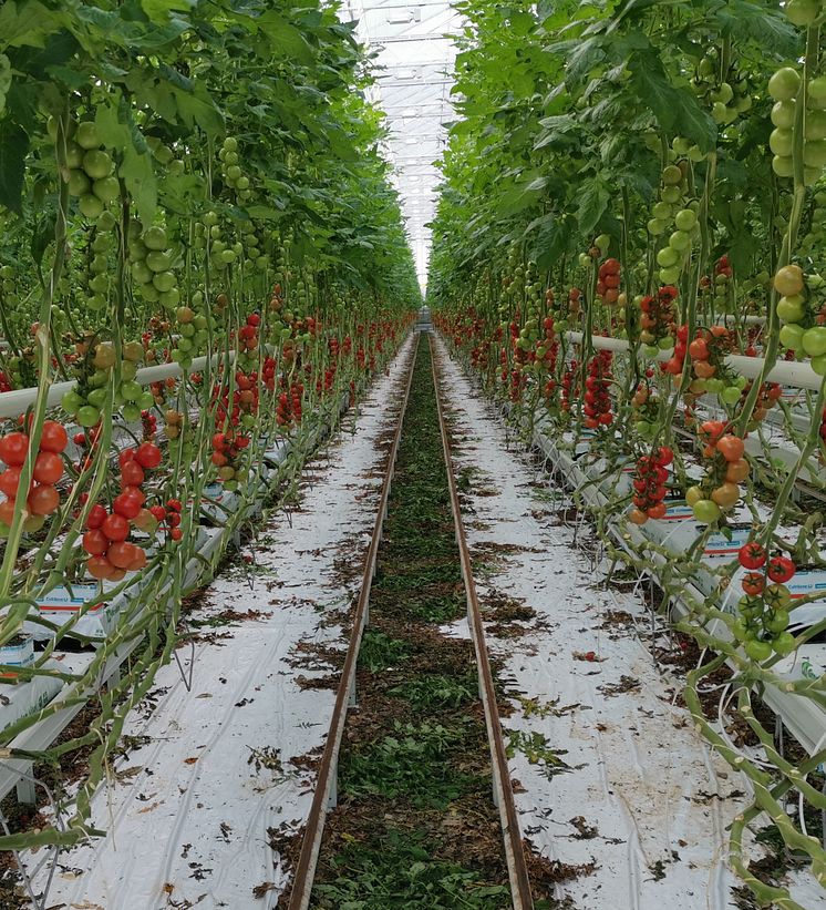 Arctic Food Arena tomatodling