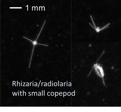 Fig. 3. Members of the varied group Rhizaria