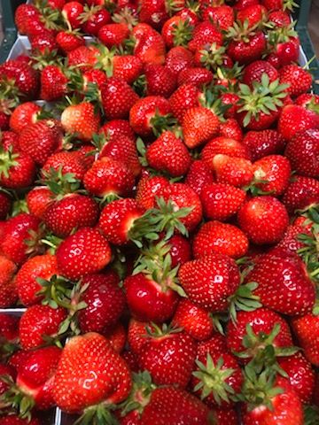 Rumba är en av de tidigaste jordgubbssorterna.