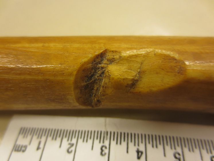 Shin bone with cuts from battle