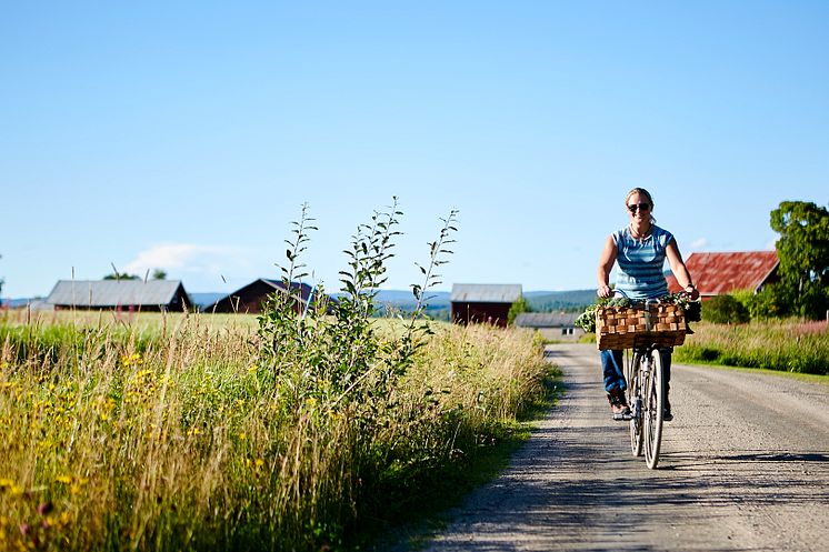 Järvsö Gårdstramp_hög_55A7354 kopiera