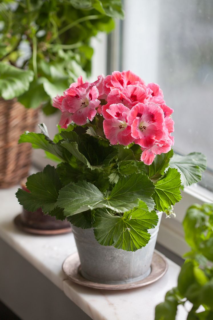 Engelsk pelargon, Pelargonium x domesticum