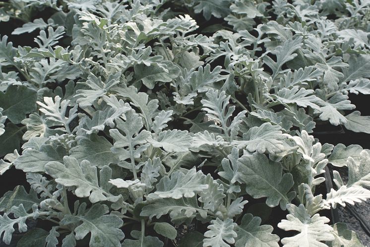 Senecio Cineraria maritima, Dusty Miller Quicksilver  