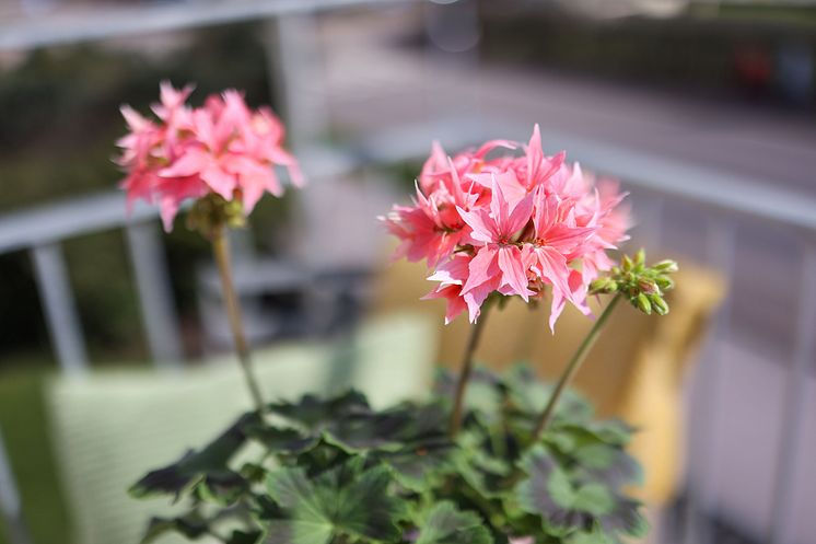 Årets Pelargon 2025 Pelargonium Summer Twist Rose foto SydGrönt (5).jpg