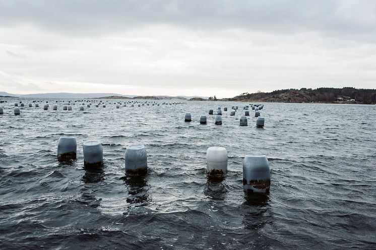 Odling av sjöpung, Lysekil