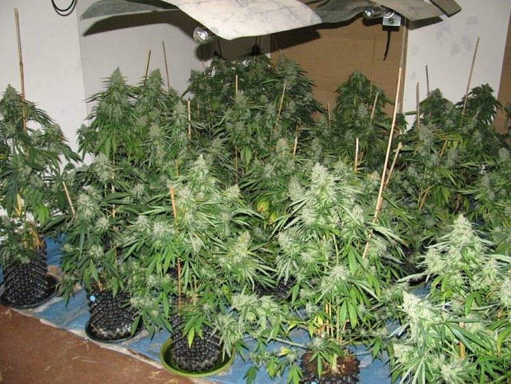 Op Brut cannabis farm dismantled by Merseyside Police