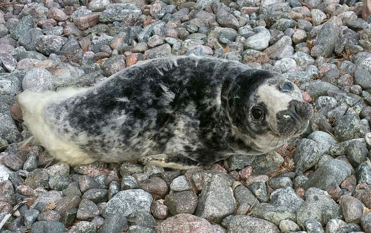 Sälkut på strand.JPG