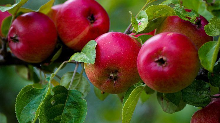 1,9 miljoner till fyra trädgårdsprojekt
