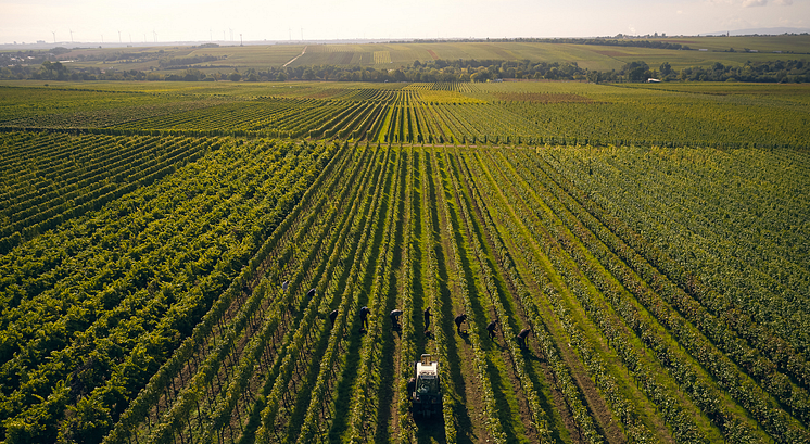 2020 Grosses Gewachs fran Weingut Wittmann Natur.JPG