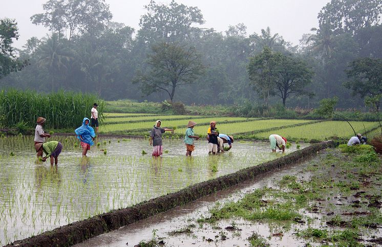 VGG Veranstaltungreihe Rice_plantation_in_Java_Gunawan Kartapranata_Wikimedia Commons