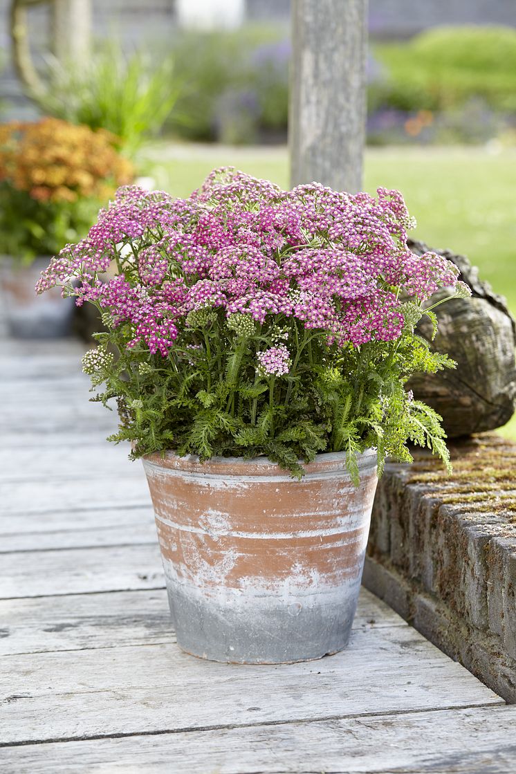 Rölleka, Achillea millefolium 'Milly Rock Rose'  - nyhet 2021